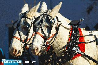 Xmas parade - white horses